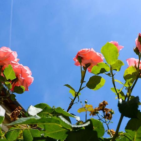 Studio Les Hortensias 아비뇽 외부 사진